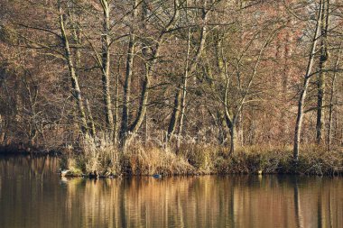 Ağaçlar ve bitkilerle sakin göl yüzeyi