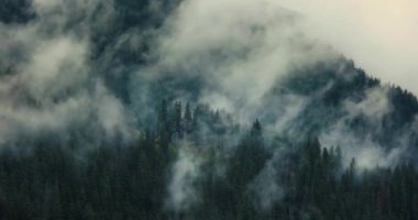 Dağ ladin ağacı ormanlarından geçen sis ve bulutlar, sisli manzaralar, kasvetli dramatik hava, hızlandırılmış sinematik doğa görüntüleri 460 fps