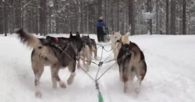 Laponya 'nın karlı çam ormanlarında köpek kızağı gezintisi