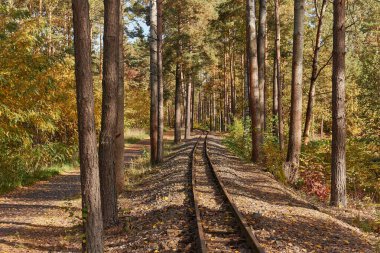 Railway track of narrow gauge forest railroad in Germany between autumn trees. clipart