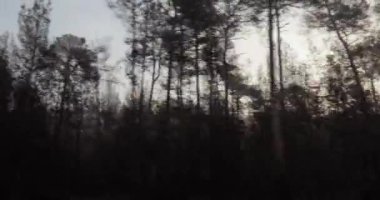 Yavaş çekim orman manzaralı tren yolculuğu sonbahar ağaçları ve sisle sabah sisi, gri bulutlu hava