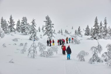 Saariselka, Finlandiya - 2022 civarı: Finlandiya 'nın kuzey kutup dairesinin ötesinde, Finlandiya' da kar ayakkabılarıyla grup yürüyüşü. Kar ayakkabısı macerası