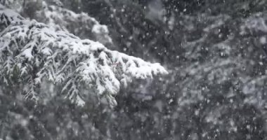 Ormana düşen karlar, kışın yaklaşan tanecikler, bir ağacın dalları.