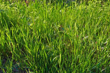 Canlı yeşil çimenler, çimenli çayırlar