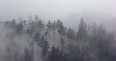 Dağ ağacı ormanlarını kaplayan sis bulutların hareket ettiği sisli manzara, dramatik kasvetli manzara.