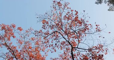 Ağaç dallarında renkli sonbahar yaprakları, açık mavi gökyüzü ve sonbahar renkleri