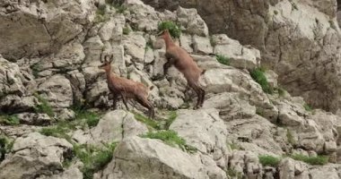 Vahşi dağ keçileri muhteşem bir çeviklik içinde 120 fps 'den yavaş çekimde sinemanın 24p' sine atlarlar. Durmitor Ulusal Parkı, Karadağ, Dinarik Alpleri