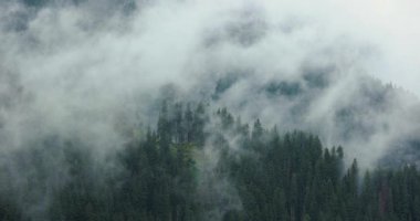 Bulutlu dağ manzarası ve çam ağacı ormanlarının arasından yükselen sis. Görkemli manzara, güzel doğa.
