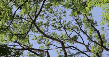 Yaz rüzgarında yeşil ağaç yaprakları, mavi gökyüzü, rüzgarla hareket eden dallar taze bahar güneşi
