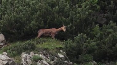 Balkanlar 'ın vahşi dağ keçisi cüce çam ağacına sürtünüyor
