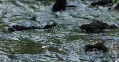 Güzel bir yaz günü, küçük bir dağ deresi doğada güneşli bir gün.