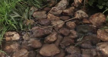 Sakince akan temiz su üzerindeki küçük dağ deresi, ilkbaharda saf kaynak.