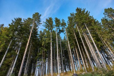 Ormanın kenarındaki uzun çam ağaçları.