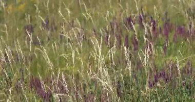 Çayırda uzun otlar ve rüzgârda yabani çiçekler, 4kk 60 fps görüntü, kuru hava