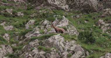 Vahşi dağ keçisi heybetli bir çeviklikle ağır çekimde zıplıyor. Durmitor Ulusal Parkı, Karadağ, Dinarik Alpleri