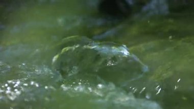 Küçük dağ deresi, ferah, serin ve temiz su kayalara, doğaya sıçrıyor, yakın çekim, 120fps görüntülerinden yavaş çekim, el değmemiş doğa, dalgaları frenleyen kaya