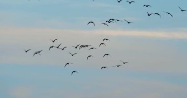 Kalabalık içinde uçan kaz sürüsü, sabahın erken saatlerinde bulutlu mavi gökyüzü