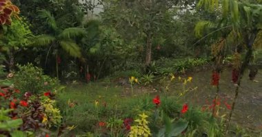 Yağmur, bahçede su, Kolombiya 'nın yemyeşil tropikal bitkileri.