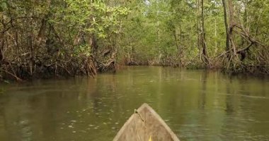 Kolombiya 'nın Pasifik kıyılarındaki ıslak bölgelerinde yetişen mangrov ağaçları ve çalılar arasındaki kano gezisi, geleneksel ahşap kano.