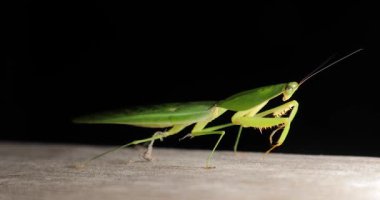 Gece lambanın ışığında dans eden peygamberdevesi Choeradodis Columbica