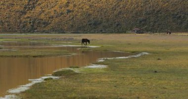 Horses grazing and walking around on the Cotopaxi plateau, Ecuadorian Andes