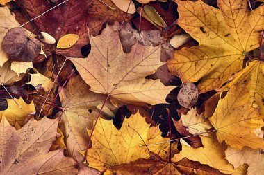 Düşen sonbahar yaprakları yerde, ormanda, sonbahar renkleri