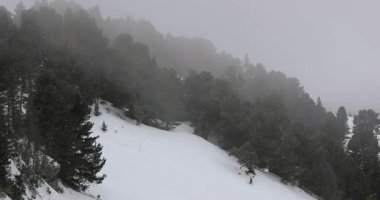 Sis ve sis, Alpler 'de çam ağaçları olan kış ormanı manzarasında soğuk rüzgarda hareket ediyor.