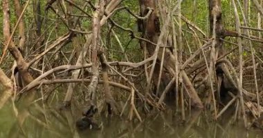 Mangrove trees and shrubs growing in pacific coastal wet regions of Colombia, Pacific Ocean coast manglares