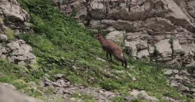 Vahşi dağ keçisi heybetli çevikliği, Durmitor Milli Parkı, Karadağ, Dinaric Alpleri 'nde sıçradı
