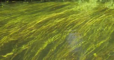 Nehirde yetişen Pondweed, su bitkileriyle kaplanmış ıssız yabanda dalgalanan sığ sularda kano yapıyor.