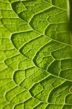 bir bitkinin yeşil yaprakları