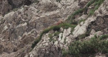 Vahşi dağ keçisi heybetli bir çeviklikle ağır çekimde zıplıyor. Durmitor Ulusal Parkı, Karadağ, Dinarik Alpleri