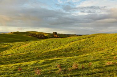 Yeşil tepeler ve otlaklar Yeni Zelanda, Motutapu Adası