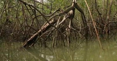 Mangrove trees and shrubs growing in pacific coastal wet regions of Colombia, Pacific Ocean coast manglares