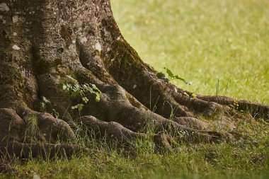 Eski, kalın ağaç gövdesi ve bir parkta ya da çayırda bulunan kökler