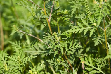 Ragweed, yüksek alerjik bitki Ağustos sonunda polen salınımı alerji yapıyor.