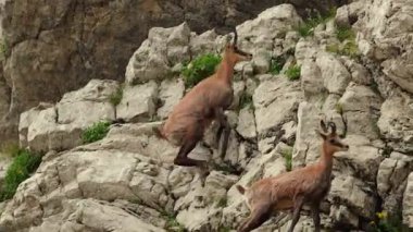 Vahşi dağ keçileri 60 fps 'den ağır çekimde muhteşem çeviklik içinde zıplıyorlar. Durmitor Ulusal Parkı, Karadağ, Dinarik Alpleri