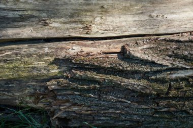 Yaşlı, kalın bir ağacın gövdesinin dokusu.