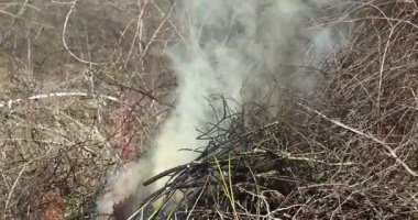 Şenlik ateşinde yanan dallardan çıkan ateş ve duman bahçedeki çalıları temizliyor.