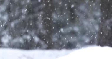 Ormanda yağan kar, kışın yaklaşan kar, karlı zemin.