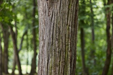 Kalın ağaç gövdesi yakın, sert doku.
