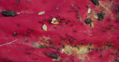 Karıncalar piknik battaniyesinde sürünüyor artıkları topluyor ve onları cezbediyor.