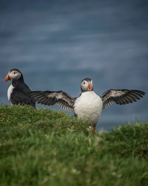 Puffin Sull Isola Mykines Nelle Isole Faroe — Foto Stock