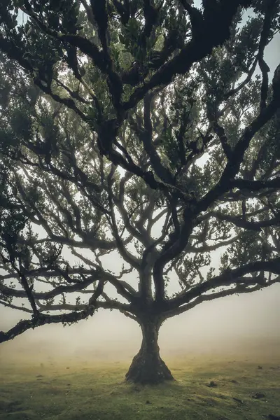Fanalskogen Madeira Portugal Stockbild