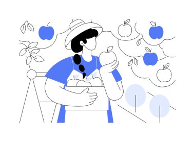 Elmalar karikatür vektör çizimlerini büyütüyor. Deneyimli çiftçi ağaçtan elma topluyor, tarım işi fikri, üretim sektörü, süreç vektör karikatürü hasat etme.