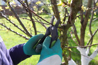 Bahar bahçesindeki budama ağaçları, eldivenli bir adamın elleri bir budama makinesi tutuyor.