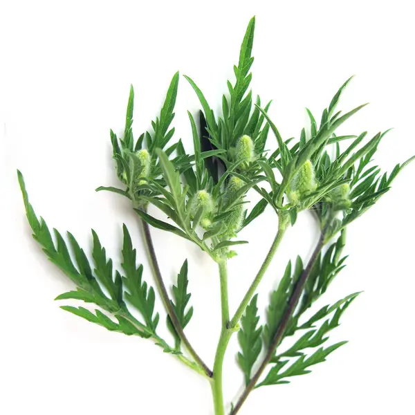 Ragweed Ambrosia Artemisifolia Sobre Fundo Branco — Fotografia de Stock