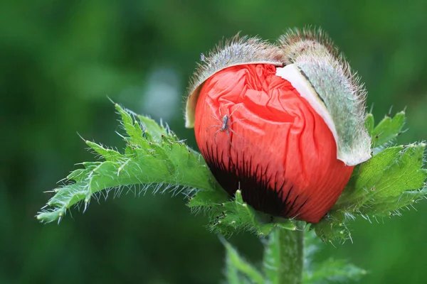 Haşhaş Tomurcuğu Yakın Plan Çiçekte Örümcek Makro Fotoğraf — Stok fotoğraf