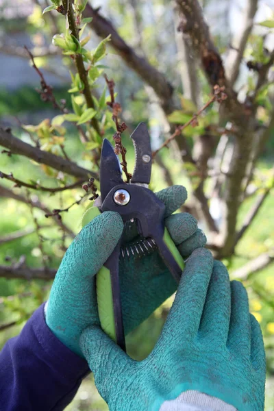 Κλαδεύοντας Δέντρα Στον Ανοιξιάτικο Κήπο Χέρια Ενός Άντρα Γάντια Κρατούν — Φωτογραφία Αρχείου
