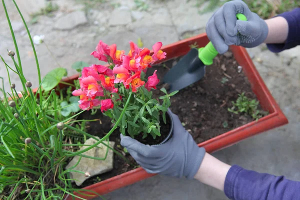 Voorjaarsplantage Van Planten Bloempotten Handschoenen Met Een Schop Drakenbloemen Antirrhinum — Stockfoto